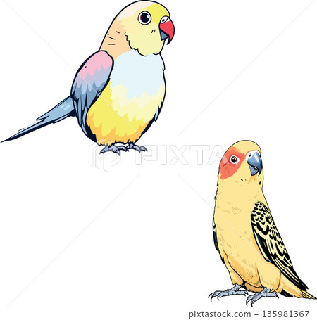 Two colorful parrots perching on white background Two colorful parrots perching on white background 135981367