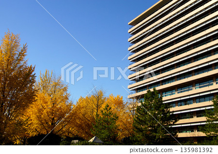 Kumamoto Prefectural Office: A view of the prefectural office building and yellow ginkgo leaves 135981392