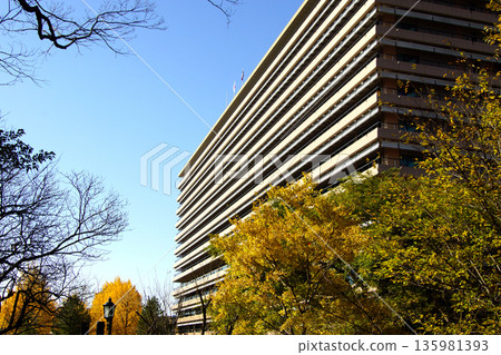 Kumamoto Prefectural Office: A view of the prefectural office building and yellow ginkgo leaves 135981393