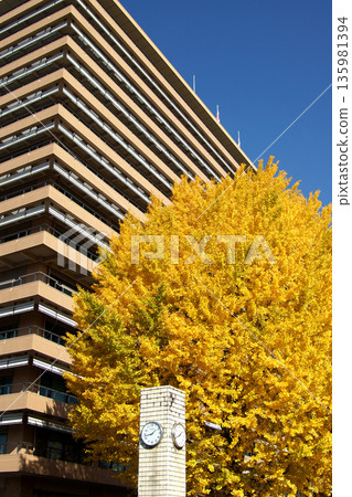 Kumamoto Prefectural Office: A view of the prefectural office building and yellow ginkgo leaves 135981394