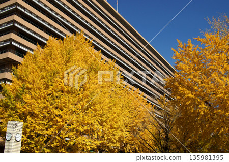 Kumamoto Prefectural Office: A view of the prefectural office building and yellow ginkgo leaves Kumamoto Prefectural Office: A view of the prefectural office building and yellow ginkgo leaves 135981395