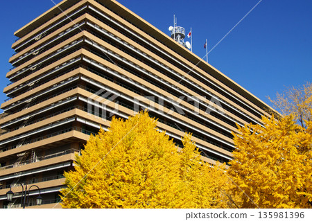 Kumamoto Prefectural Office: A view of the prefectural office building and yellow ginkgo leaves 135981396