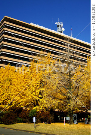 Kumamoto Prefectural Office: A view of the prefectural office building and yellow ginkgo leaves 135981398