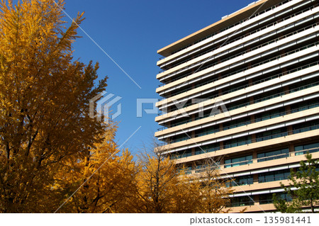Kumamoto Prefectural Office: A view of the prefectural office building and yellow ginkgo leaves 135981441