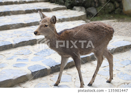 Kasuga Taisha Shrine, Kasugano-cho, Nara City, Nara Prefecture 135981447