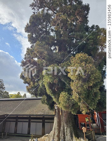 奈良縣奈良市春日野町春日大社 奈良縣奈良市春日野町春日大社 135981456