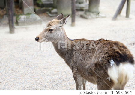 Kasuga Taisha Shrine, Kasugano-cho, Nara City, Nara Prefecture 135981504