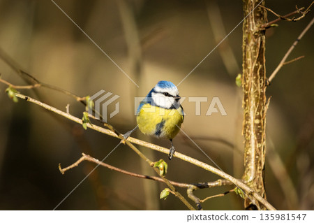 Blue tit bird sits on a branch 135981547