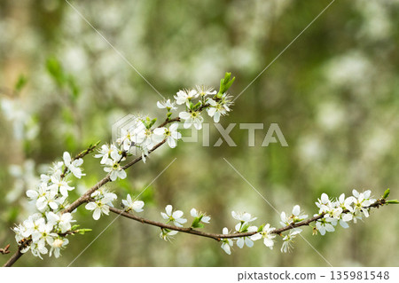 A blossoming branch of a fruit tree A blossoming branch of a fruit tree 135981548