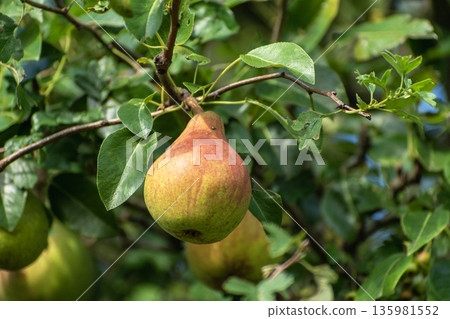 A pear hangs on a tree branch A pear hangs on a tree branch 135981552