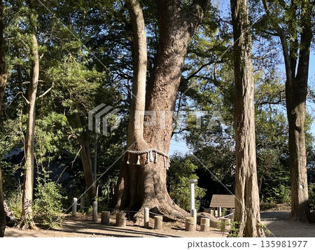 "Iimori Shrine" and "Yoro's Great Camphor Tree" in Nishi Ward, Fukuoka City "Iimori Shrine" and "Yoro's Great Camphor Tree" in Nishi Ward, Fukuoka City 135981977