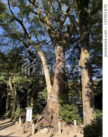 "Iimori Shrine" and "Yoro's Great Camphor Tree" in Nishi Ward, Fukuoka City "Iimori Shrine" and "Yoro's Great Camphor Tree" in Nishi Ward, Fukuoka City 135981978