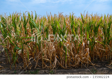 Corn field under blue sky with tall green stalks and drying leaves ready for harvest Corn field under blue sky with tall green stalks and drying leaves ready for harvest 135982224