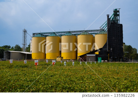Industrial grain silo facility with yellow silos and loading tower on a rural farm Industrial grain silo facility with yellow silos and loading tower on a rural farm 135982226