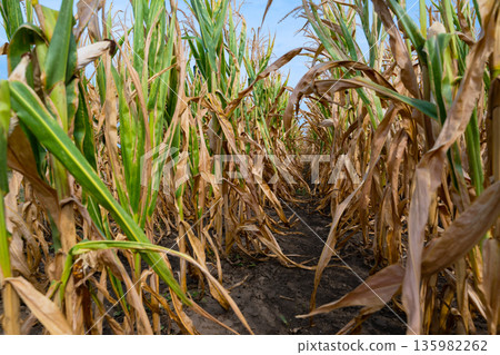 Path Through a Sunlit Cornfield: Tall Green Stalks, Brown Dried Leaves, and Fresh Earth 135982262