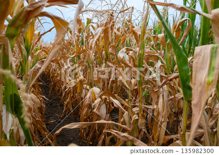 Golden corn field under blue sky with dry stalks and green leaves close up 135982300