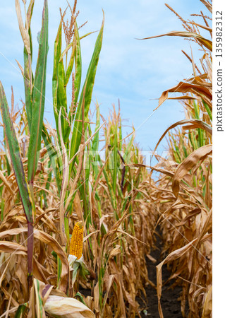 Corn Field During Harvest Season With Green Stalks and a Visible Ear in a Wide Row of Dry Leaves 135982312