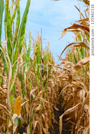 Golden corn in a sunlit field: close-up view between rows of tall maize stalks 135982316