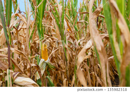 A ripe corn ear peeks through tall stalks in a golden cornfield under a bright blue sky A ripe corn ear peeks through tall stalks in a golden cornfield under a bright blue sky 135982318