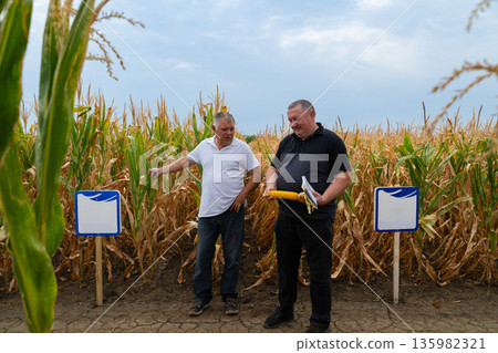 Two men in a cornfield inspect corn and documents during a field discussion 135982321