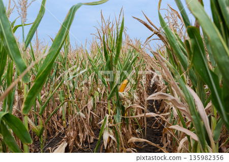 Corn field during harvest with green stalks and ripe ears visible among dried leaves Corn field during harvest with green stalks and ripe ears visible among dried leaves 135982356