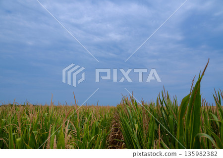 Corn field under a blue sky with tall stalks and neat rows of crops 135982382