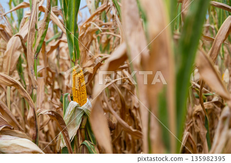 Golden ear of corn in a dry cornfield amid tall stalks and withered leaves Golden ear of corn in a dry cornfield amid tall stalks and withered leaves 135982395