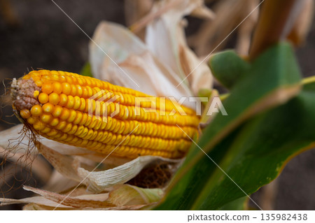 Golden corn on the cob in husk, close-up portrait of harvest freshness for culinary and agriculture themes Golden corn on the cob in husk, close-up portrait of harvest freshness for culinary and agriculture themes 135982438