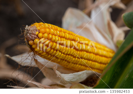 Golden corn on the cob with husk partially peeled in a sunlit farm field setting 135982453