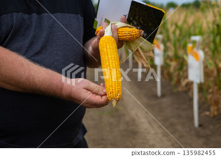 Man holds fresh corn cob in a cornfield, inspecting harvest with notebook in hand Man holds fresh corn cob in a cornfield, inspecting harvest with notebook in hand 135982455