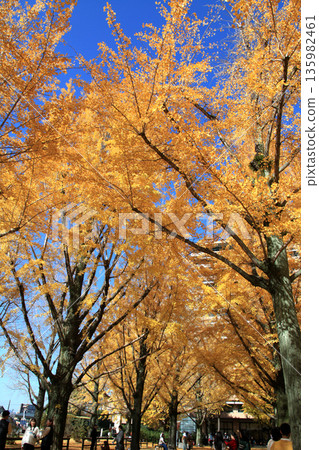 A popular autumn foliage spot in Kumamoto: Ginkgo trees along the Kumamoto Prefectural Office Promenade A popular autumn foliage spot in Kumamoto: Ginkgo trees along the Kumamoto Prefectural Office Promenade 135982461