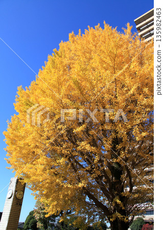 A popular autumn foliage spot in Kumamoto: Ginkgo trees along the Kumamoto Prefectural Office Promenade A popular autumn foliage spot in Kumamoto: Ginkgo trees along the Kumamoto Prefectural Office Promenade 135982463