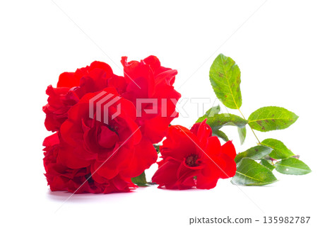bouquet of scarlet roses for a gift isolated on white background 135982787