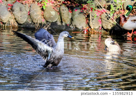 A mallard duck spreads its wings and appears to be standing on the water in a winter pond A mallard duck spreads its wings and appears to be standing on the water in a winter pond 135982913
