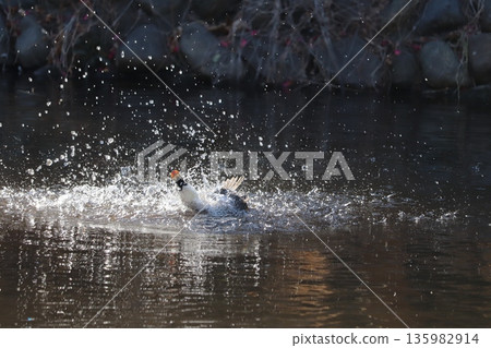 Mallard ducks splashing around in the water as they bathe in the pond Mallard ducks splashing around in the water as they bathe in the pond 135982914