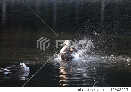Mallards splashing vigorously in a pond Mallards splashing vigorously in a pond 135982915