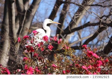 一隻純白的大白鷺棲息在一棵盛開的粉紅山茶花樹上。 135982923