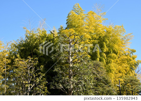 Blue sky and bamboo grove Blue sky and bamboo grove 135982943