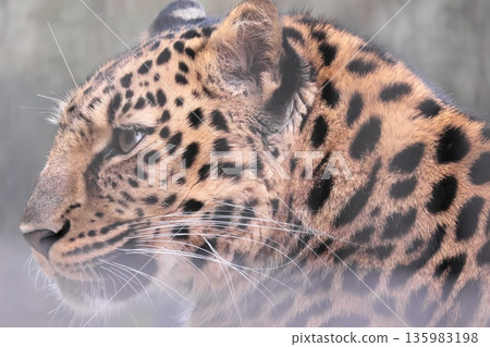 Amur leopard Amur leopard 135983198