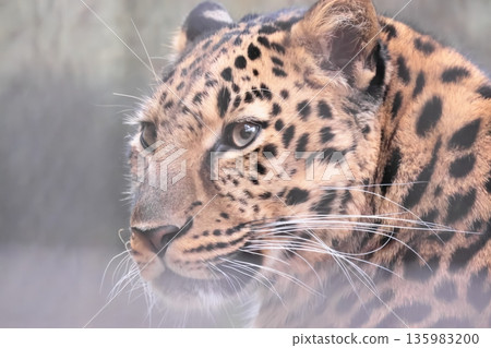 Amur leopard Amur leopard 135983200