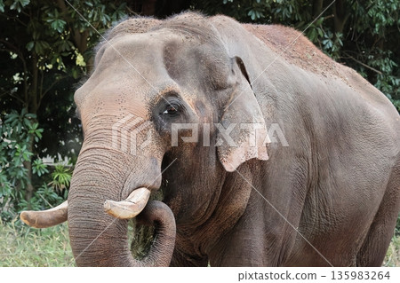 Indian elephant Indian elephant 135983264