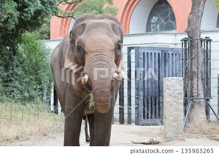 Indian elephant 135983265