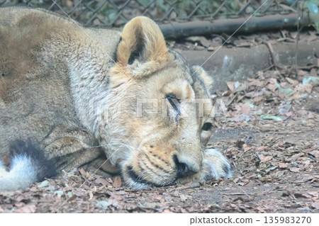 Indian Lion 135983270