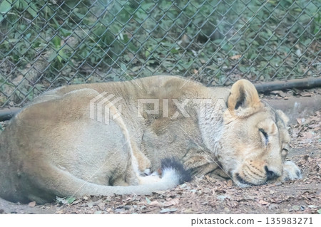 Indian Lion 135983271