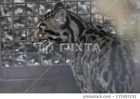 Lumpy fish 135983292