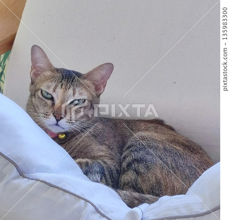 看起來很生氣的貓 看起來很生氣的貓 135983300