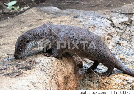 Otter Otter 135983382