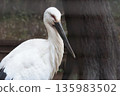 Stork 135983502