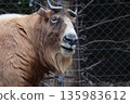 Golden Takin 135983612