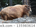 Golden Takin 135983614